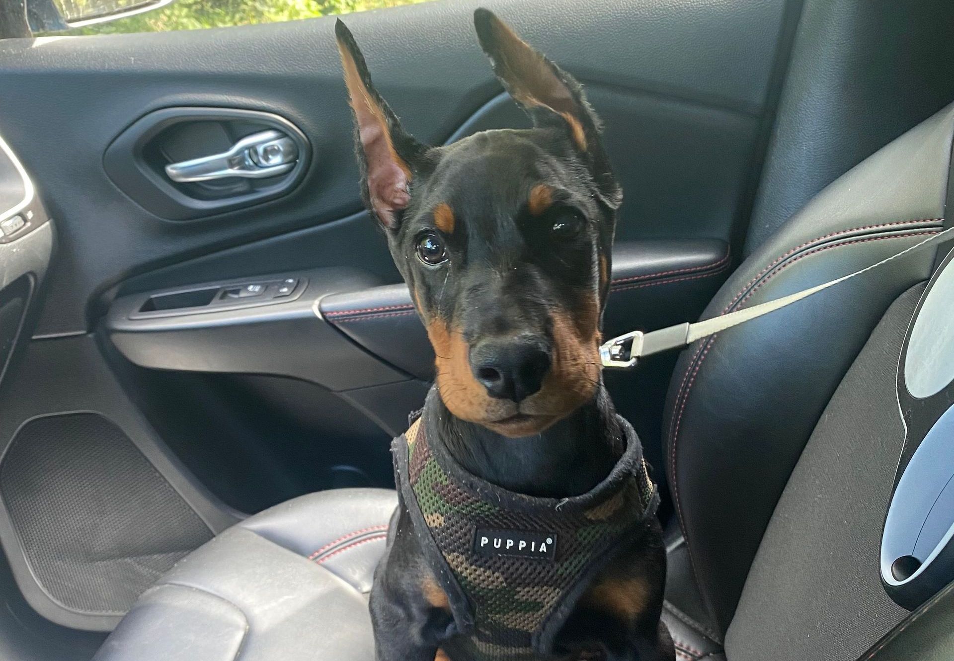Puppy Training training with Wagging Rights