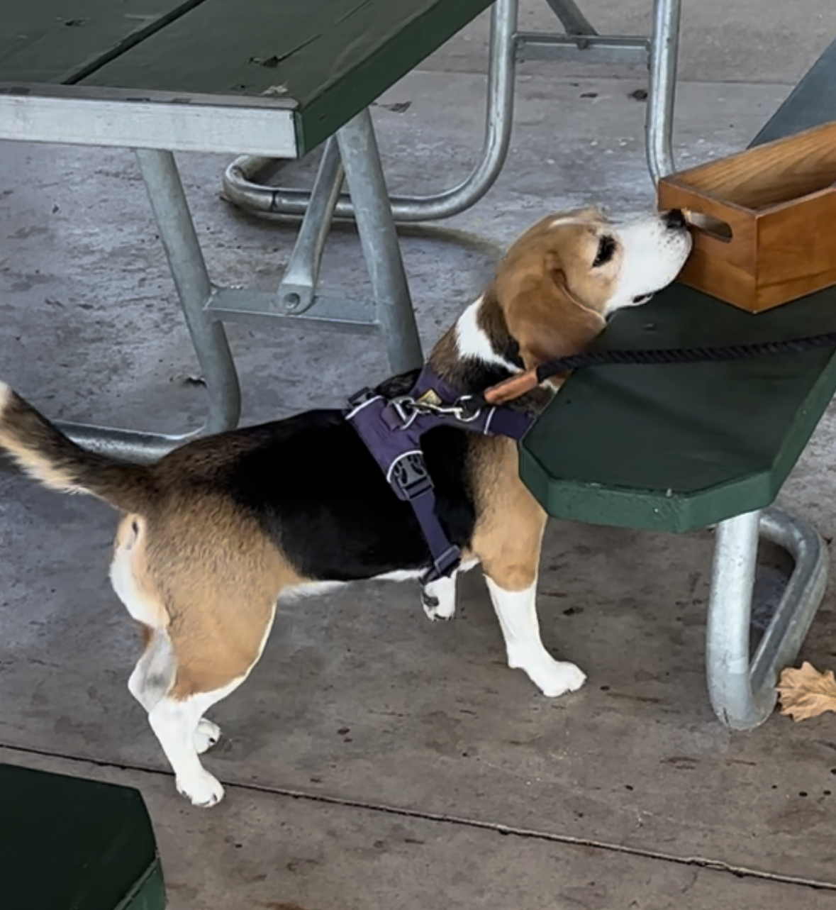K9 Nose Work training with Wagging Rights