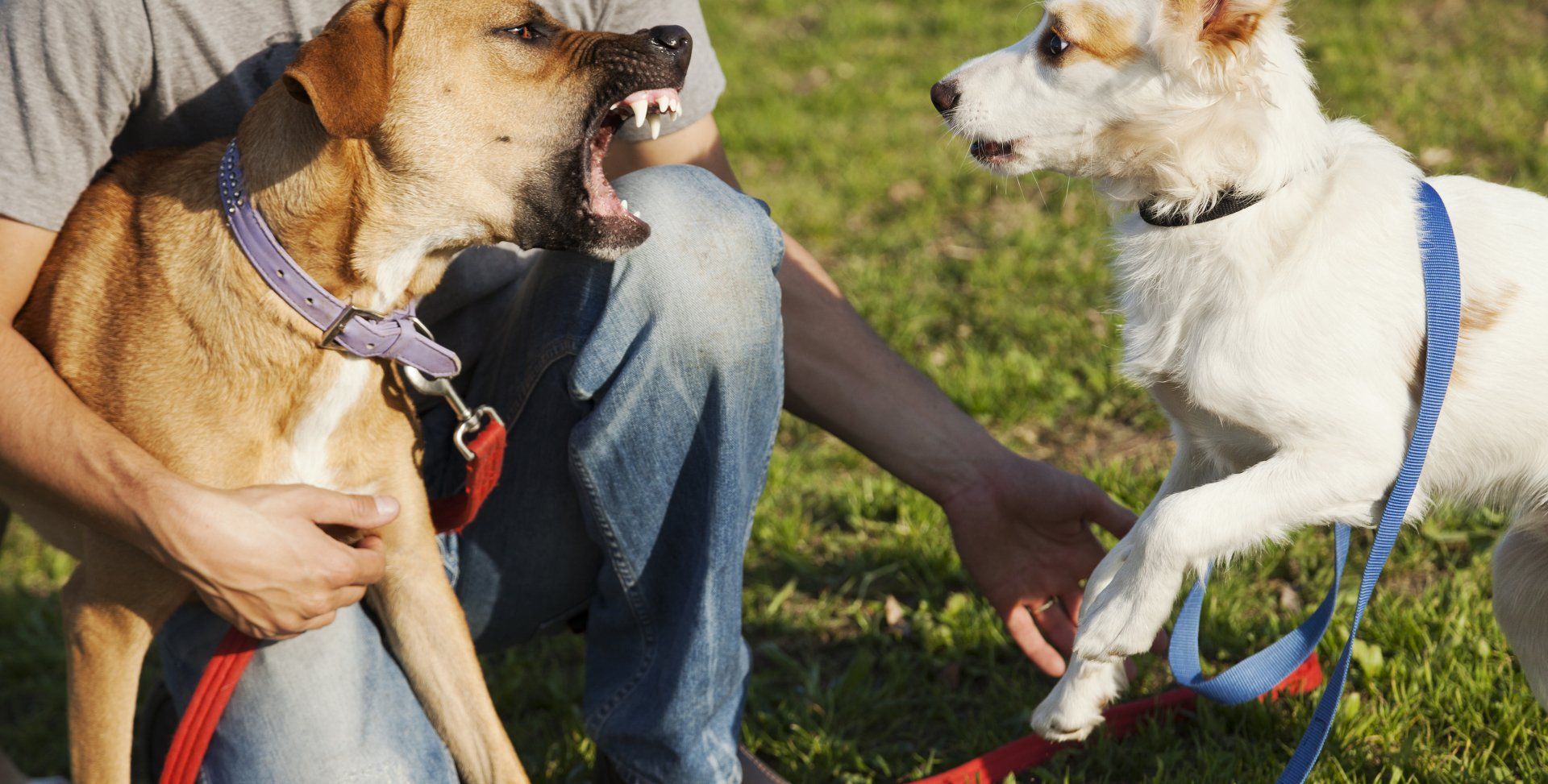 Behavior Modification training with Wagging Rights