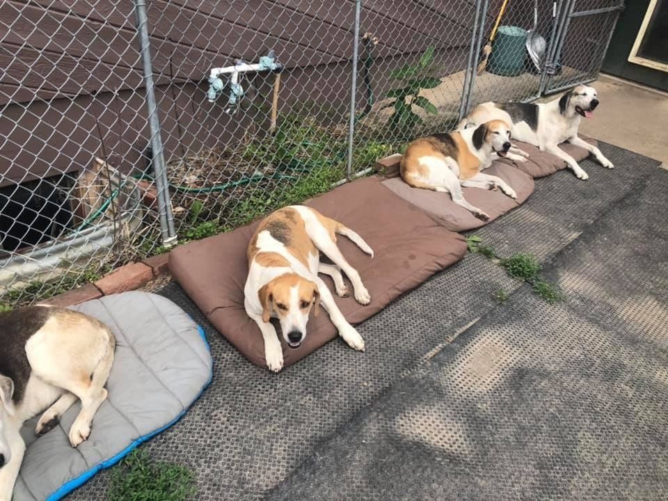 Obedience & Manners training with Wagging Rights
