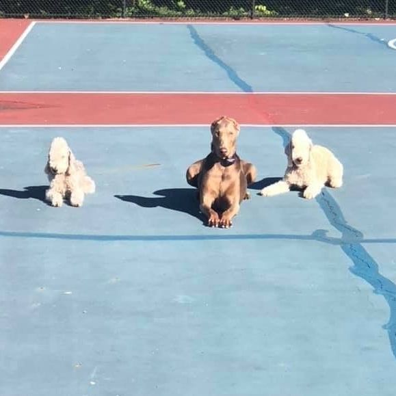 Off Leash Training training with Wagging Rights