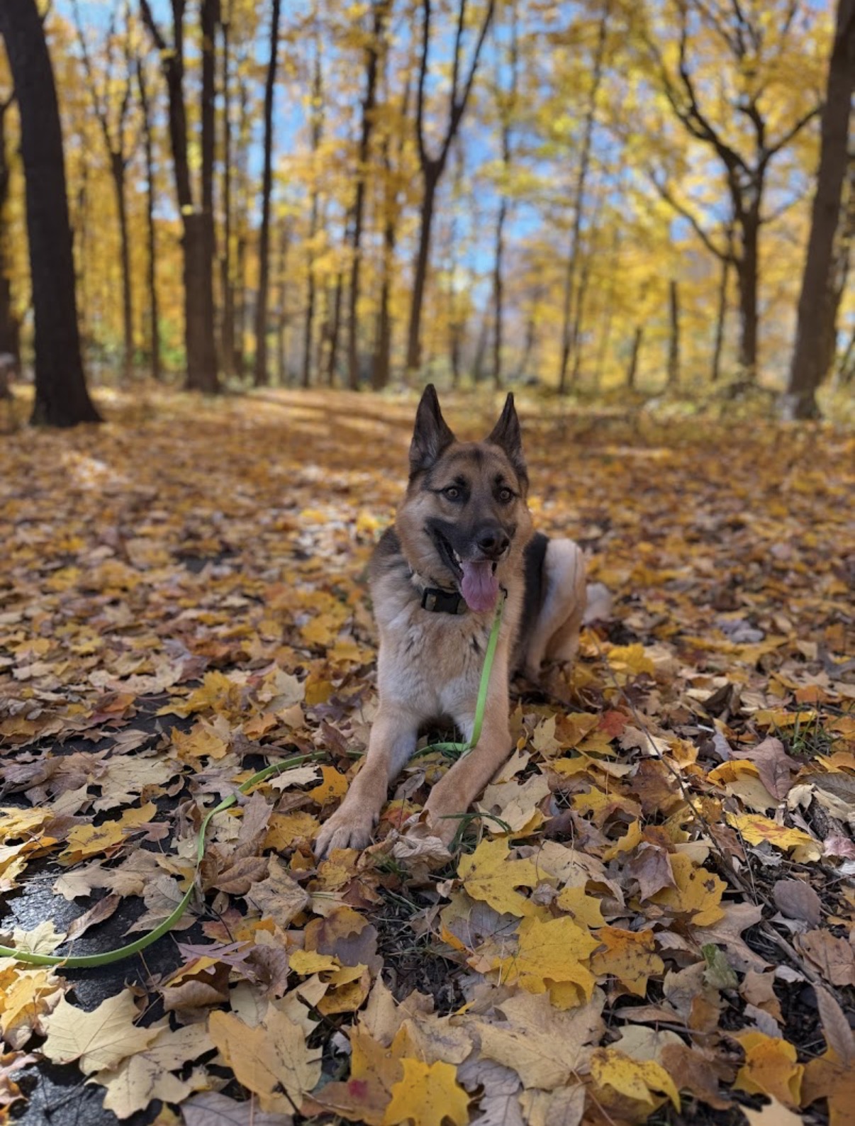 Advanced Obedience training with Wagging Rights