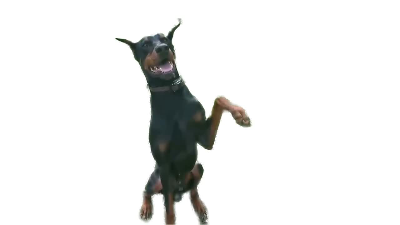 Dog Training in Burlington, IL