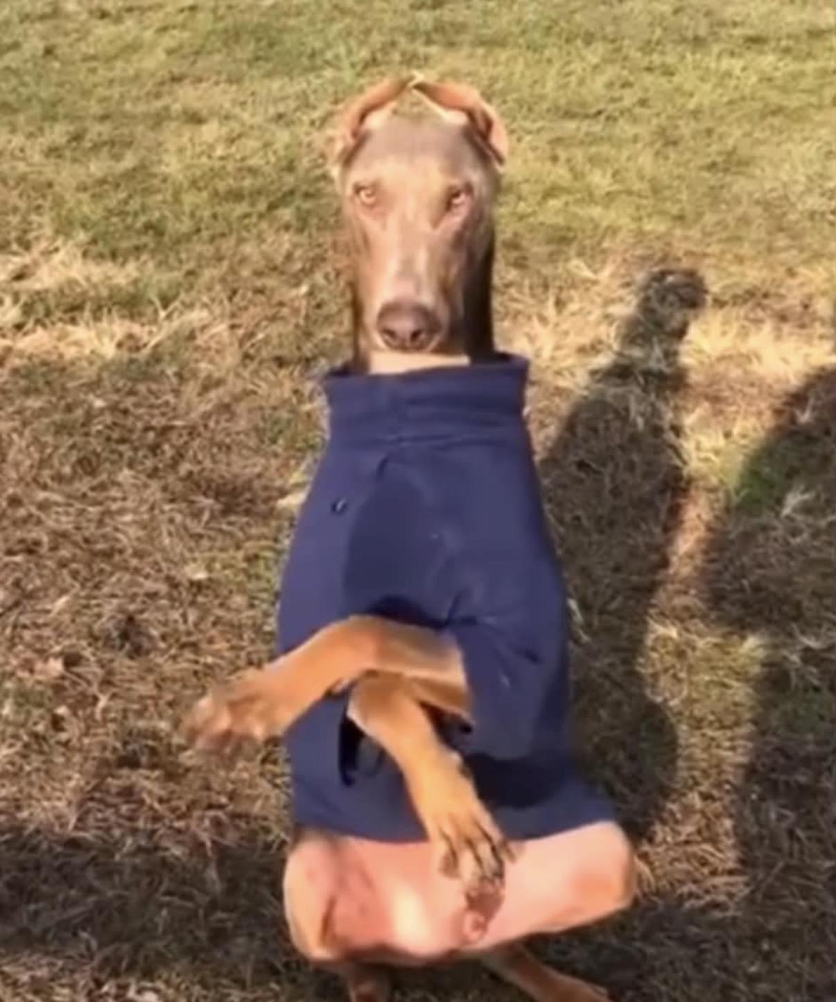 Trick Training training with Wagging Rights